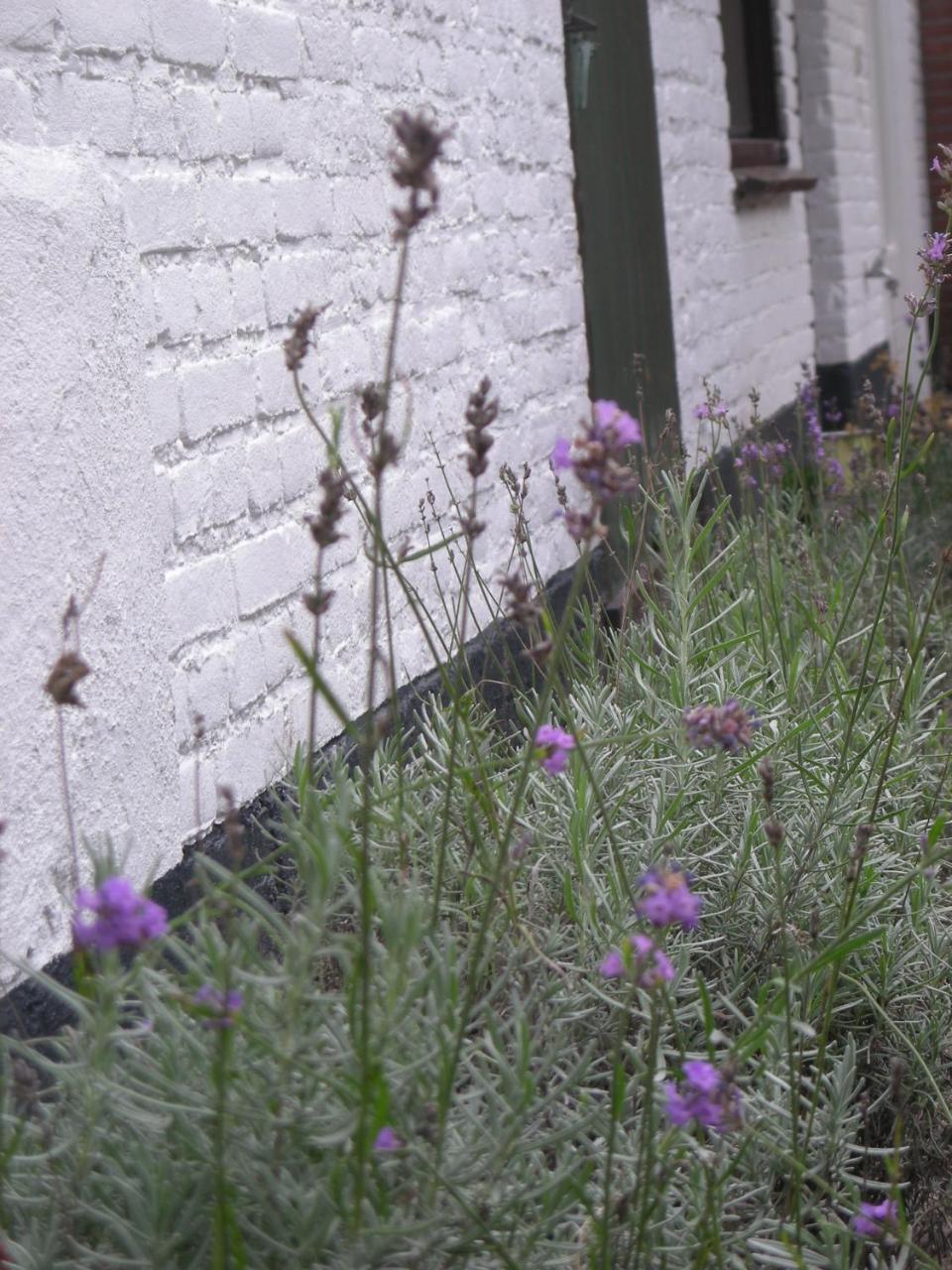 Het Aambeeld Bed & Breakfast Wanroij Exterior photo